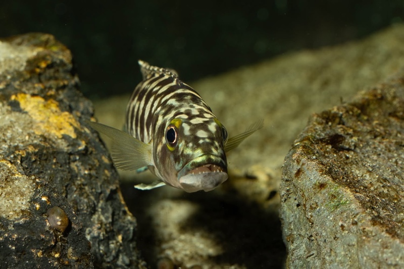 Lepidiolamprologus kamambae 'Kerenge Island'